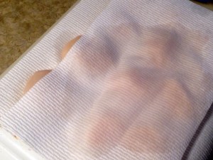 Scallops Drying on Paper Towels