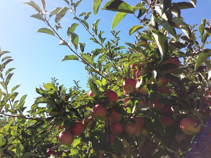 Apple Picking at Dame Farm Orchard