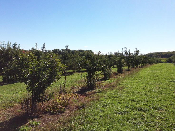 Apple Trees at Dame Farm Orchard