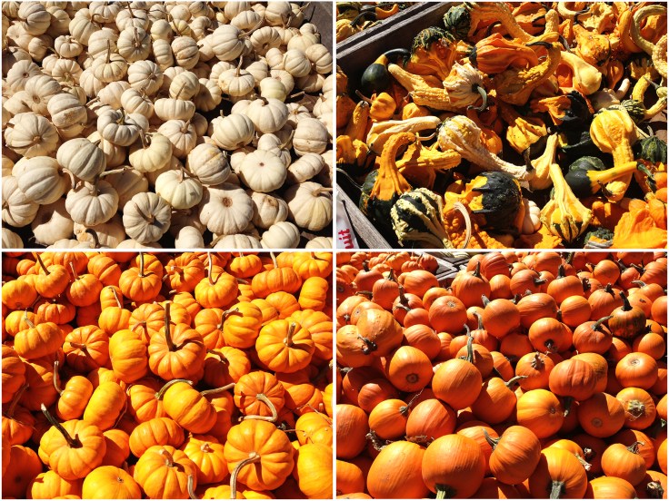 Gourds from Dame Farm Orchard