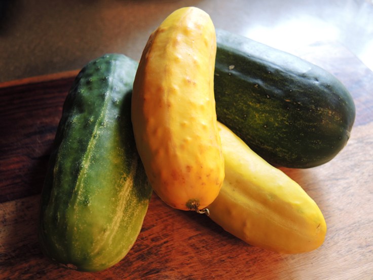 Man Fuel - Food Blog - Pickling Cucumbers