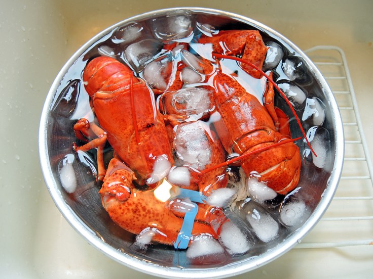 Man Fuel Food Blog - Lobsters in Ice Bath